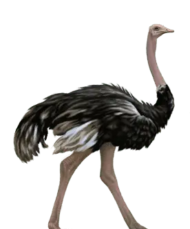 Avestruz
